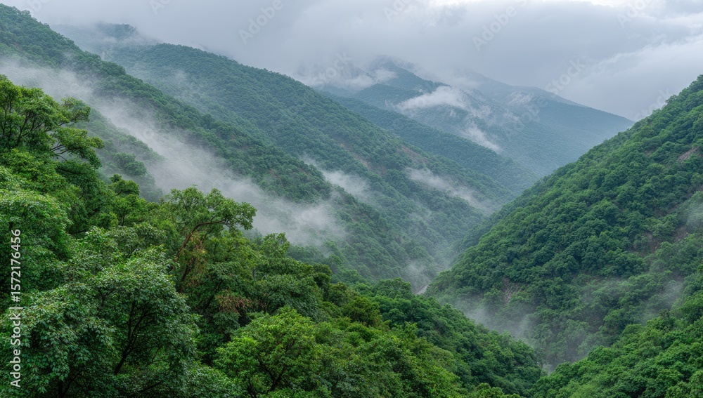 Naklejka premium Misty mountain valley. Lush green forest shrouded in fog