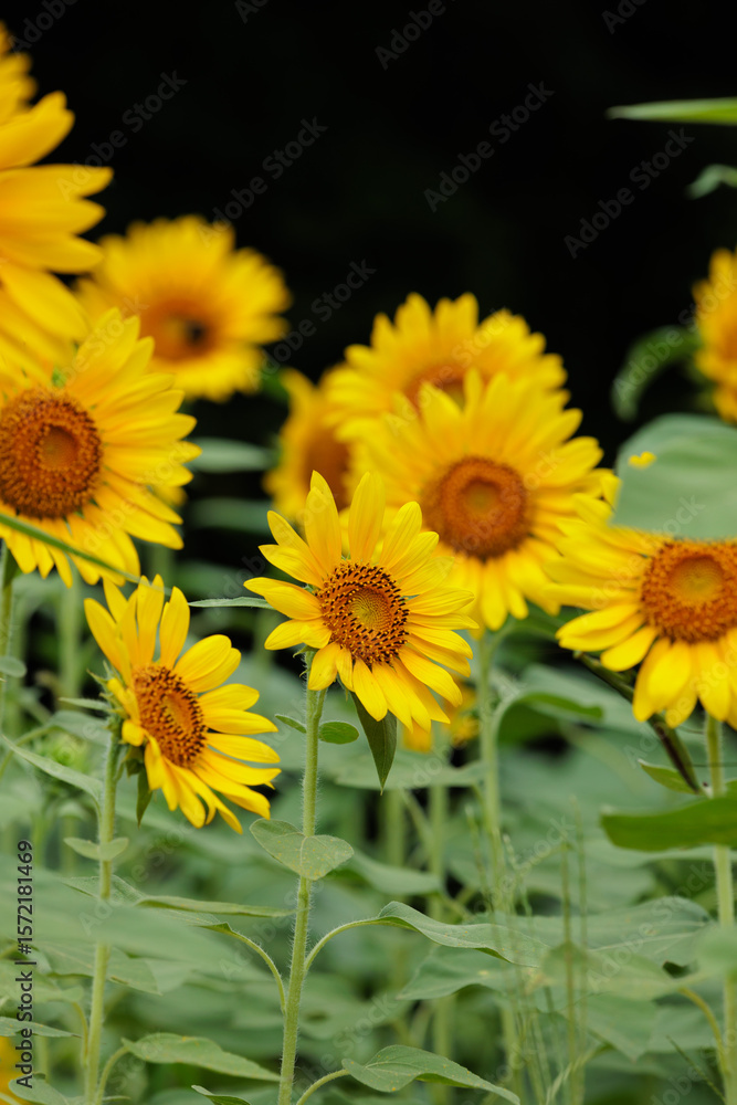 Naklejka premium ひまわり畑