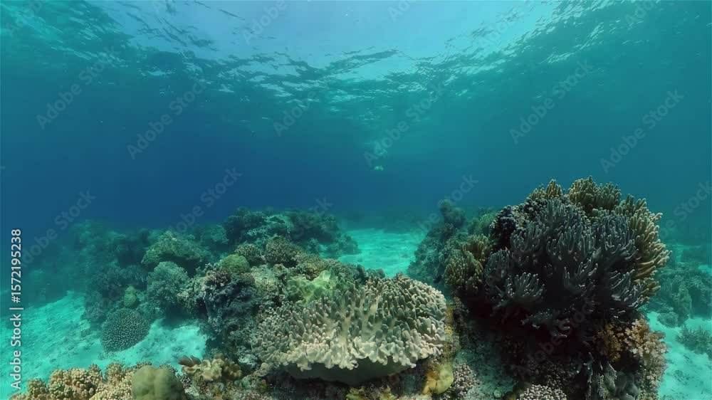 Tropical colourful underwater seascape.The underwater world with colored fish and a coral reef. Philippines. Tropical colourful underwater seascape.The underwater world with colored fish and a coral reef. Philippines.
