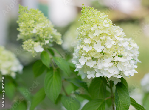 Close-up of White Hydrangea Paniculata Flowers in Bloom