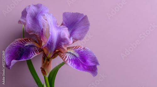 Purple iris flower close up