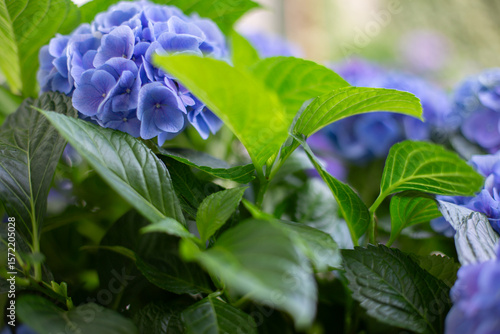 Close-up of Blue Hydrangea Flowers in Bloom