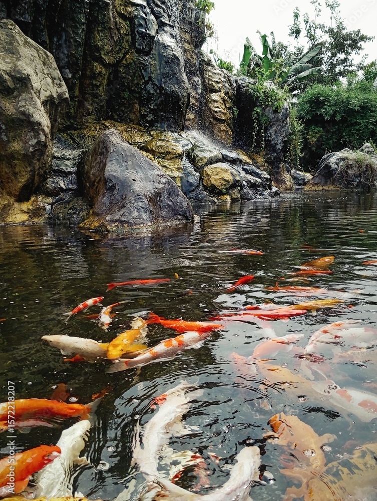 Colorful fish in the water Colorful fish in the water