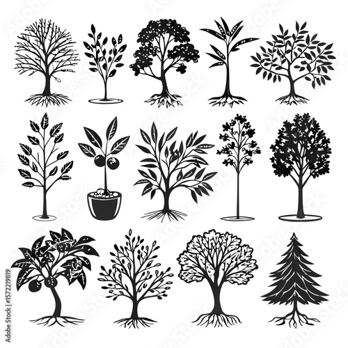 Diverse deciduous and evergreen trees botanical illustrations