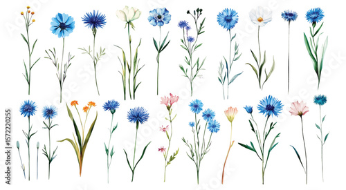 Wild Field flowers Watercolor illustration Botanical collection of garden plants. Set different wild flowers, branches, herbs and leaves for bouquets and other natural elements for cards and invintati