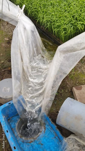 プール育苗の排水