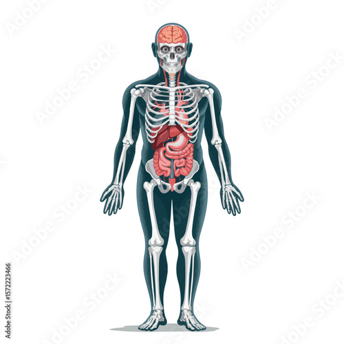 Human anatomy illustration showing skeletal system and internal organs for medical education use