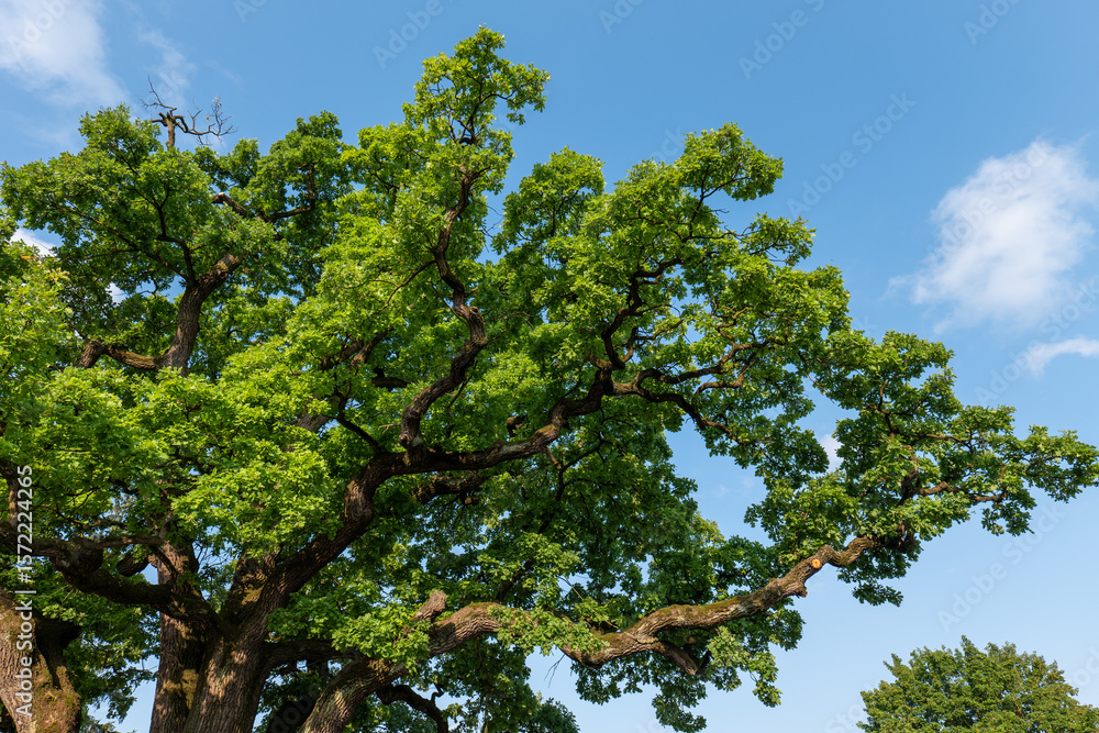 Crown of an ancient 600-year-old English oak (Quercus robur) in Giraltovce, Slovakia. Wide branches and lush green foliage against blue sky. Historic natural monument. Crown of an ancient 600-year-old English oak (Quercus robur) in Giraltovce, Slovakia. Wide branches and lush green foliage against blue sky. Historic natural monument.