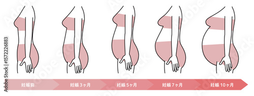 妊娠週数によるおなかの大きさの変化