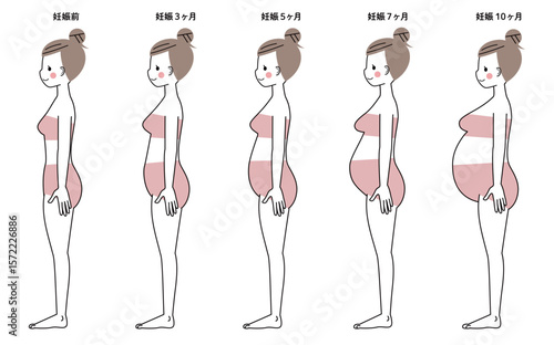 妊娠週数によるおなかの大きさの変化