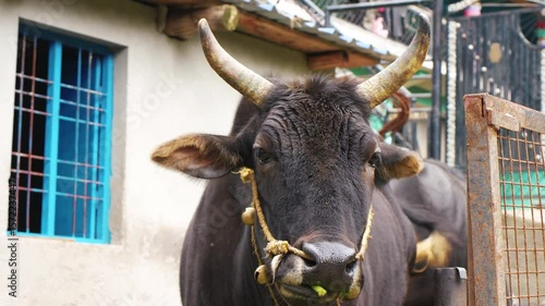 Village Livestock Grazing in Rautu ki Beli Uttarakhand Hills – 4K Footage