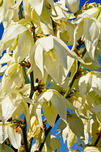 Yucca flowers in the blue sky