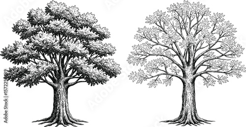 Detailed hand-drawn black and white tree illustration, vintage botanical sketch, antique etching style, nature design element, forest foliage graphic