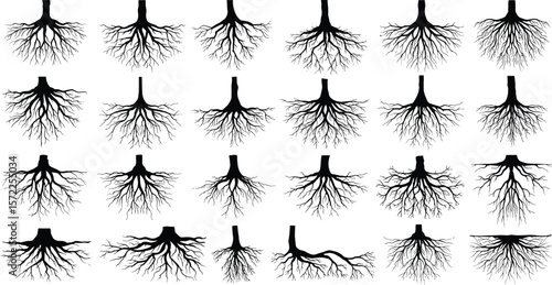 Tree roots silhouette vector collection, underground branching system illustration, natural black root set, organic plant base elements for design