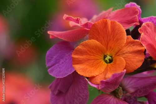 Vibrant Erysimum ‘Winter Orchid’ in Bloom – A Magnet for Butterflies, Bees, and Birds.