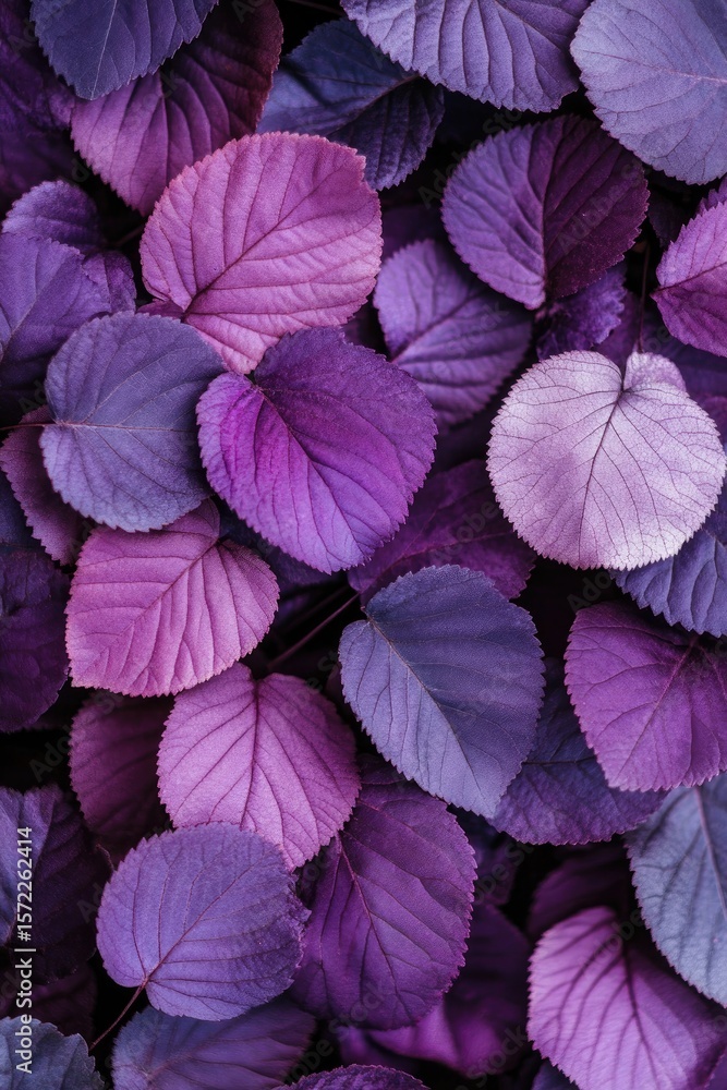 Fototapeta premium Vibrant purple leaves, close-up