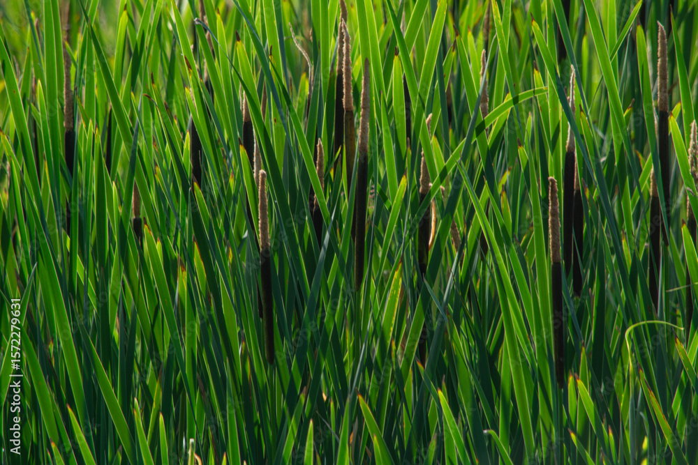 Obraz premium A natural background with calamus.