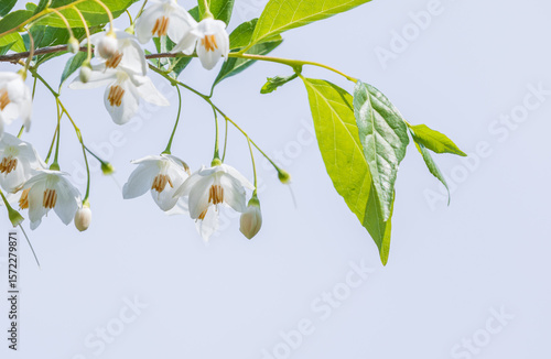 The Japanese snowbell flower hangs delicately from thin branches, resembling tiny white bells. Warm sunshine - Styrax japonicus, Snowbell tree