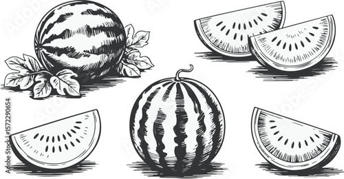 Vector art of a whole watermelon and slices, sketched in black and white isolated on transparent background