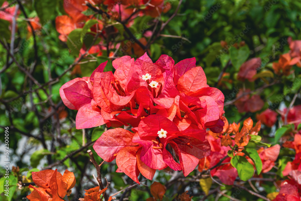 A cluster of vibrant red and pink bougainvillea flowers with small white centers blooms against a backdrop of lush green foliage. A cluster of vibrant red and pink bougainvillea flowers with small white centers blooms against a backdrop of lush green foliage.