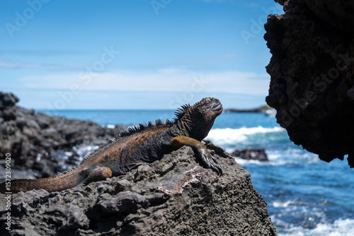 Tableau sur toile Marine iguana resting on rocks by the ocean, Galapagos