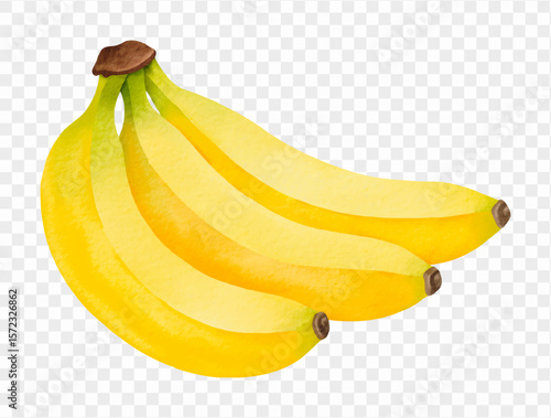 Watercolor illustration of yellow banana bunch for tropical summer snack. Vector.