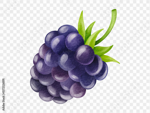 Watercolor painting of blackberry with realistic detail for summer and berry themes. Vector.