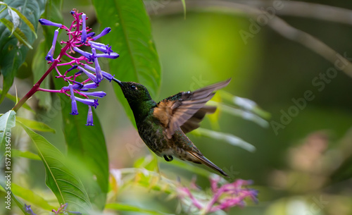 bird on a flower