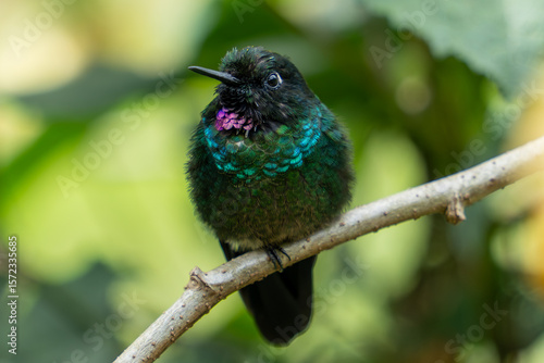 bird on a branch