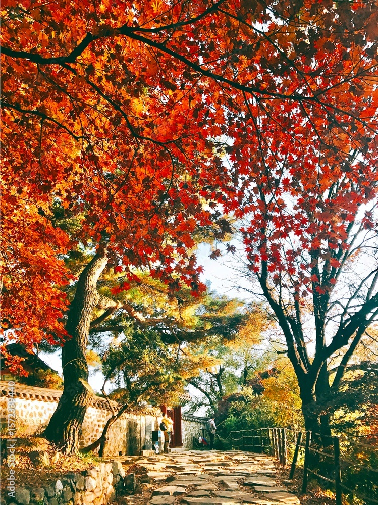 Naklejka premium 단풍길2