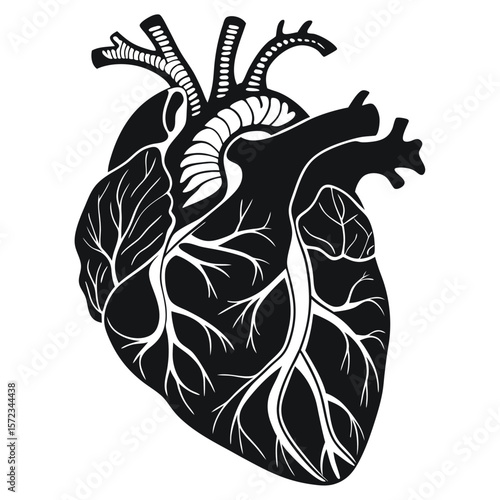 Vector art of an anatomical heart is illustrated with detailed veins and arteries
