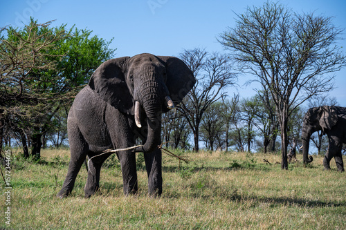 Wallpaper Mural Elephants in Serengeti National Park, Tanzania, during Great Migration Torontodigital.ca