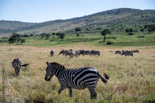 Wallpaper Mural Zebra in Serengeti National Park, Tanzania during Great Migration Torontodigital.ca