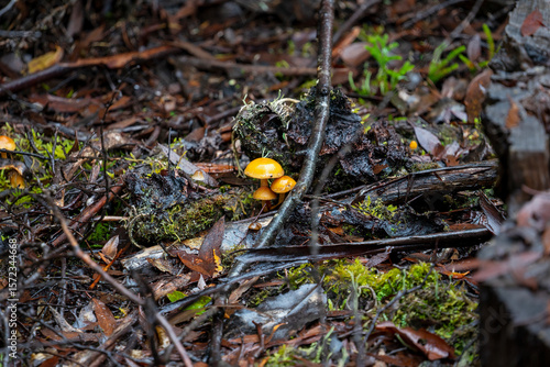 Glistening yellow mushrooms, Cradle Mountain - Lake St Clair National Park, Tasmania, Australia