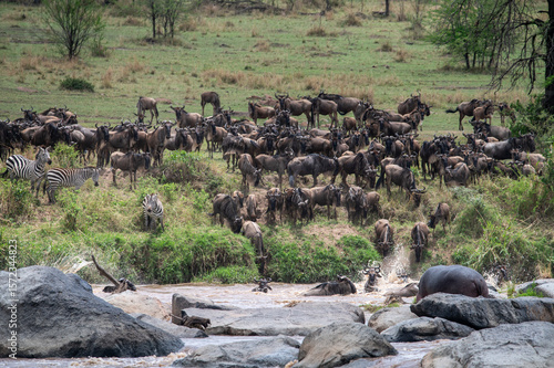 Wallpaper Mural Wildebeest herd crossing Mara River during Great Migration, Serengeti, Tanzania, Masai Mara, Kenya Torontodigital.ca