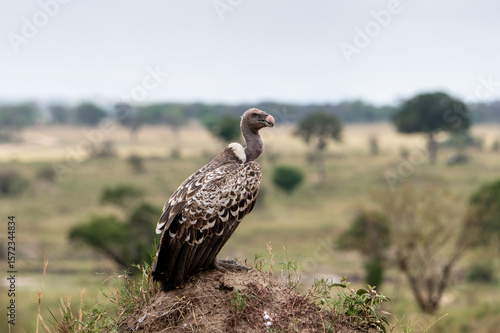 Wallpaper Mural Rüppell’s Griffon Vulture near Mara River during Great Migration, Serengeti, Tanzania, Masai Mara, Kenya Torontodigital.ca