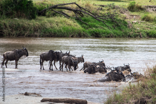 Wallpaper Mural Wildebeest herd crossing Mara River during Great Migration, Serengeti, Tanzania, Masai Mara, Kenya Torontodigital.ca