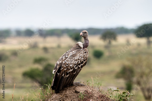 Wallpaper Mural Rüppell’s Griffon Vulture near Mara River during Great Migration, Serengeti, Tanzania, Masai Mara, Kenya Torontodigital.ca