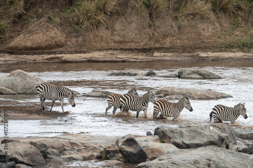 Wallpaper Mural Zebra in Serengeti National Park, Tanzania during Great Migration Torontodigital.ca