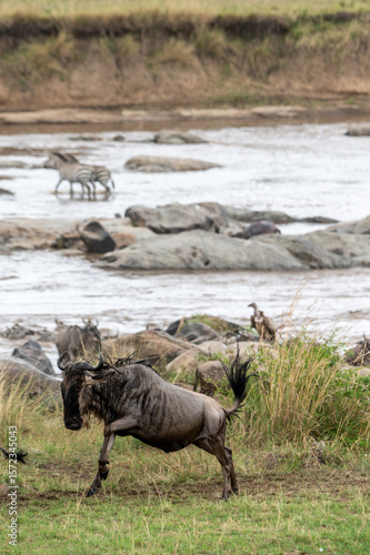 Wallpaper Mural Wildebeest and zebra crossing Mara River during Great Migration, Serengeti, Tanzania, Masai Mara, Kenya Torontodigital.ca