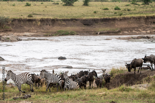 Wallpaper Mural Wildebeest and zebra crossing Mara River during Great Migration, Serengeti, Tanzania, Masai Mara, Kenya Torontodigital.ca