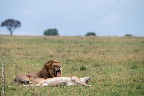 Wallpaper Mural Male and female lion in Serengeti National Park during Great Migration, Tanzania, Masai Mara, Kenya Torontodigital.ca