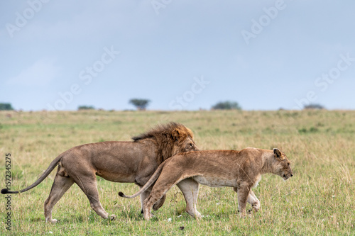 Wallpaper Mural Male and female lion in Serengeti National Park during Great Migration, Tanzania, Masai Mara, Kenya Torontodigital.ca