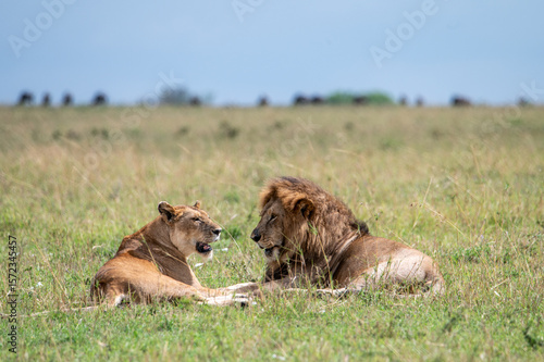 Wallpaper Mural Male and female lion in Serengeti National Park during Great Migration, Tanzania, Masai Mara, Kenya Torontodigital.ca