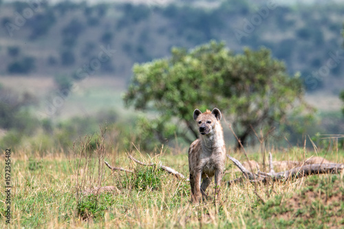 Wallpaper Mural Hyena in Serengeti National Park, Tanzania during Great Migration Torontodigital.ca