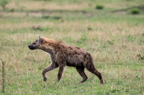 Wallpaper Mural Hyena in Serengeti National Park, Tanzania during Great Migration Torontodigital.ca