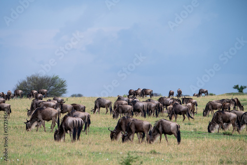 Wallpaper Mural Wildebeest near Mara River during Great Migration, Serengeti, Tanzania, Masai Mara, Kenya Torontodigital.ca