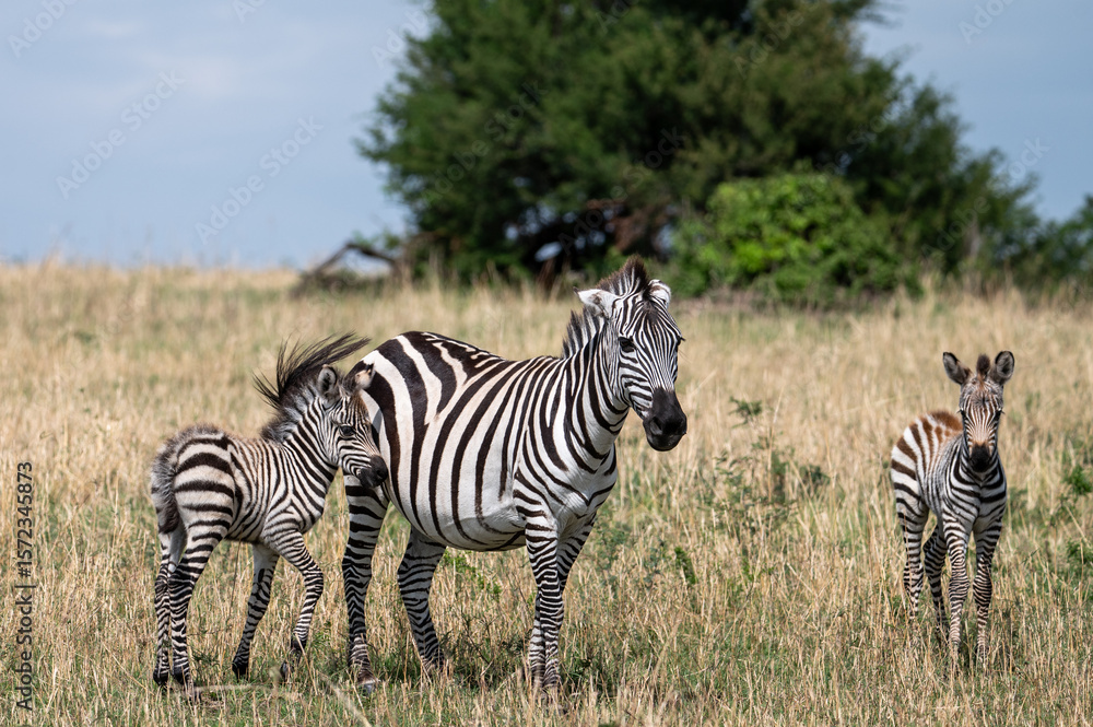 Naklejka premium Zebra in Serengeti National Park, Tanzania during Great Migration