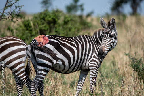 Wallpaper Mural Zebra in Serengeti National Park, Tanzania during Great Migration Torontodigital.ca