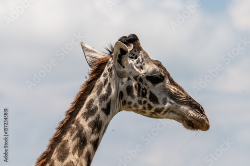 Wallpaper Mural Giraffe in Serengeti National Park, Tanzania during Great Migration Torontodigital.ca
